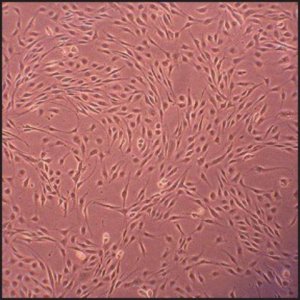Canine Aortic Endothelial Cells: CnAOEC (Cryovial) CN304-05