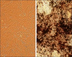 Canine Osteoblasts: CnOb (Cryovial) CN406-05