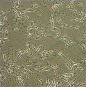 Human Epidermal Melanocytes: HEM, adult 104-05A