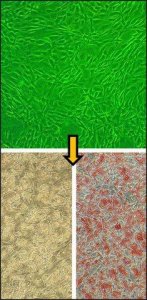 Human Preadipocytes: HPAd, adult subcutaneous 802S-05A