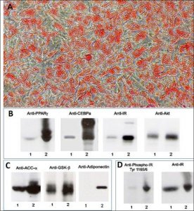 Human Preadipocytes: HPAd: Pre-Screened for Adipogenesis Signaling, adult subcutaneous S802S-05A