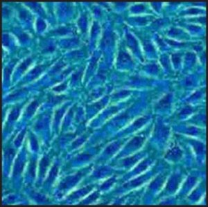 Porcine Coronary Artery Endothelial: PCAEC (Cryovial) P300-05