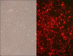 Rat Aortic Endothelial Cells: RAOEC, adult R304-05A