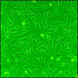 Rat Cardiac Fibroblasts: RCF, adult R306-05A