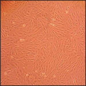 Rat Dermal Fibroblasts: RDF, adult R106-05A
