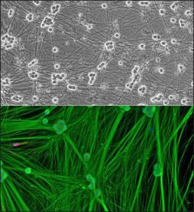 Rat Dorsal Root Ganglion Neurons: RDRGN R8820N-05
