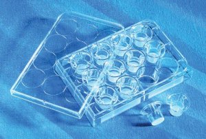 Corning Transwell polycarbonate membrane cell culture inserts CLS3420-12EA