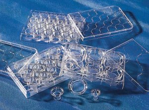 Corning Transwell polyester membrane cell culture inserts CLS3450-24EA