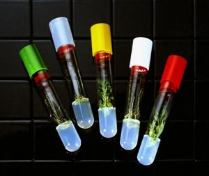 Culture tubes T1661-1CS