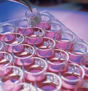 Millicell Cell Culture Insert, 12 mm, hydrophilic PTFE, 0.4 m PICM01250
