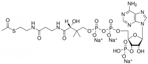 02:0 Coenzyme A 870702P-5MG