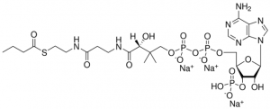 04:0 Coenzyme A 870704P-5MG