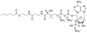06:0 Coenzyme A 870706P-5MG