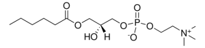 06:0 Lyso PC 855175C-25MG