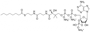 08:0 Coenzyme A 870708P-5MG