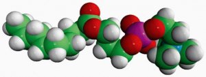09:0 Lyso PC 855276P-25MG