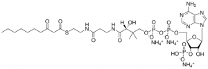 10:0 (3-Oxo) CoA 870750P-1MG