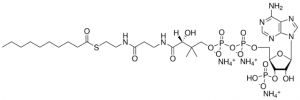 10:0 Coenzyme A 
