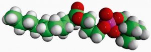 11:0 Lyso PC 855376C-25MG