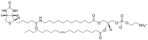 12:0 Biotin-18:1 PE 860511C-1MG