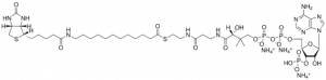 12:0 Biotinyl Coenzyme A 860570P-1MG