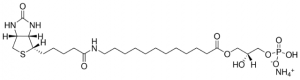 12:0 Biotinyl LPA 860566P-1MG