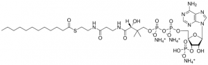 12:0 Coenzyme A 870712P-5MG