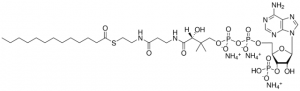 13:0 Coenzyme A 870713P-5MG
