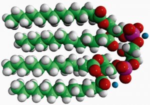 14:0 Cardiolipin (ammonium salt) 