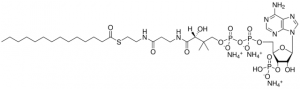 14:0 Coenzyme A 870714P-5MG