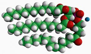 14:0 Hemi BMP (S,R) 857132P-5MG