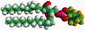 14:0 PC-d13 860343P-10MG