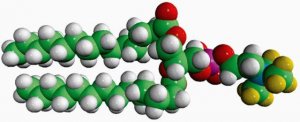 14:0 PC-d9 860342P-10MG
