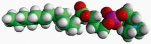 15:0 Lyso PC 855576P-25MG