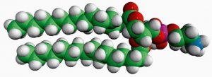 16:0 Monomethyl PE 850851C-25MG
