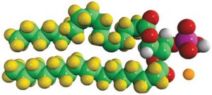 16:0 PA-d62 860452P-10MG