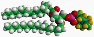 16:0 PC-d13 860353P-10MG