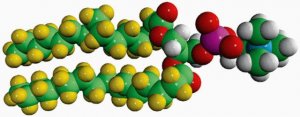 16:0 PC-d62 
