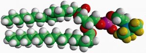 16:0 PC-d9 860352P-10MG