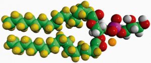 16:0 PG-d62 