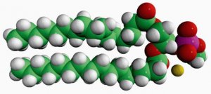 16:0 Phosphatidylmethanol 840419P-25MG