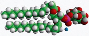 16:0 PI 