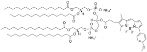 16:0 TopFluor TMR Cardiolipin 810246C-100UG