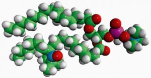 16:0-12 Doxyl PC 810600C-1MG