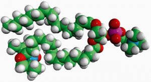 16:0-16 Doxyl PC 810604C-1MG
