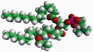 16:0-7 Doxyl PC 810602C-1MG