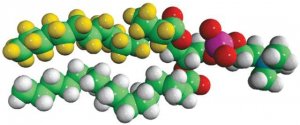 16:0-d31-16:0 PC 860393P-10MG