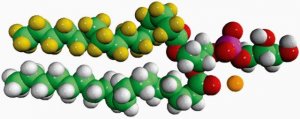 16:0-d31-18:1 PG 860384C-10MG