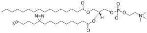 16:0-pacFA PC 900407P-1MG