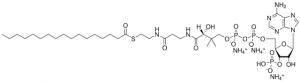 17:0 Coenzyme A 870717P-5MG
